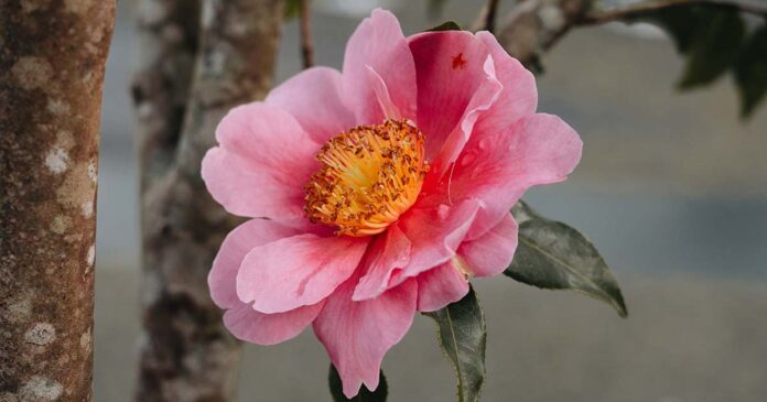 Parque Terra Nostra