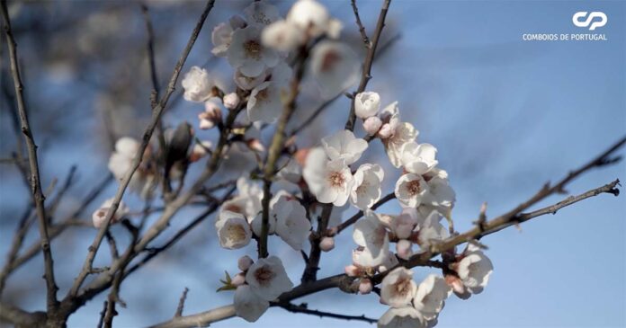 Rota Amendoeiras em Flor