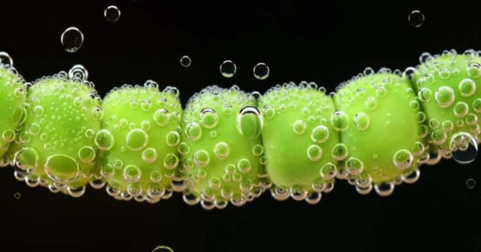 alimentação do futuro alimentação do futuro