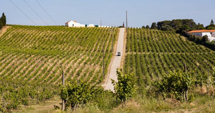 Vindimas Quinta do Sampayo Vindimas Quinta do Sampayo