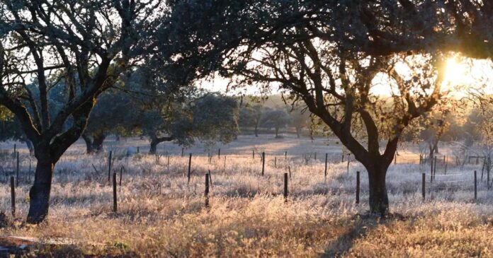 Herdade Barrosinha Herdade Barrosinha