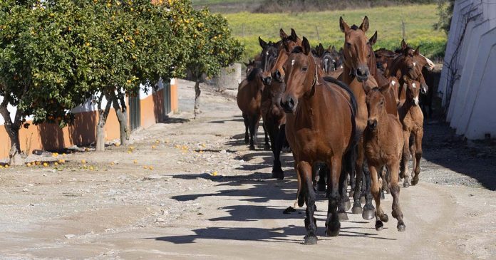 Turismo Equestre Turismo Equestre