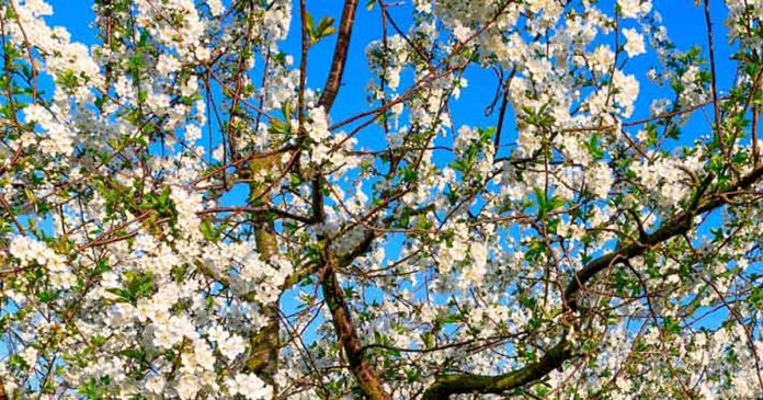 Rota das Cerejeiras em Flor