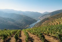 Apreendidos mais de 100 mil litros de vinho licoroso na Região Demarcada do Douro vinho licoroso