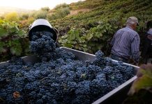 Produção de Vinho do Porto em 2025 fixada em 75 mil pipas Vinho do Porto