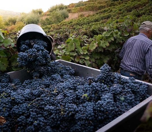 Produção de Vinho do Porto em 2025 fixada em 75 mil pipas Vinho do Porto