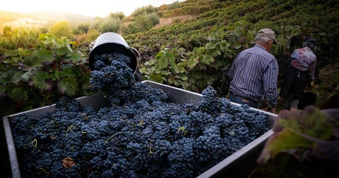 Vinho do Porto