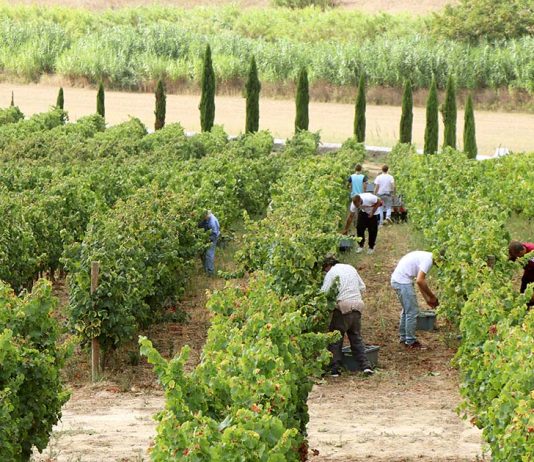 Cas’Amaro convida enoturistas a viver a tradição das vindimas em Alenquer vindimas em Alenquer