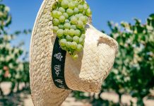 Vindimas Vinhos do Tejo: oito programas para descobrir em 2025 Vindimas Vinhos do Tejo