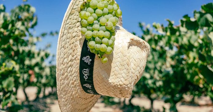 Vindimas Vinhos do Tejo
