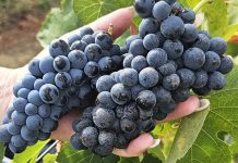Enoturismo nas vindimas: Duas experiências inesquecíveis no Alentejo e em Alenquer enoturismo nas vindimas
