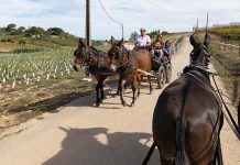 Tony Carreira, Herman José e Toy prometem animar a Festa das Vindimas na Quinta do Sampayo Vindimas Quinta do Sampayo