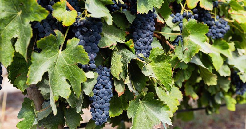 uvas casta Syrah