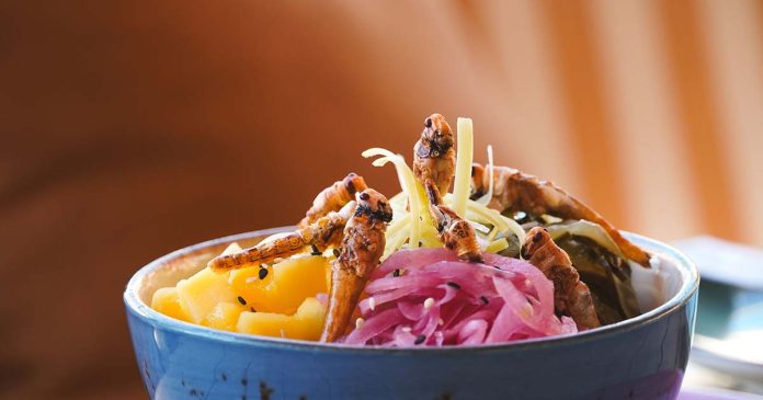 gastronomia com insetos gastronomia com insetos