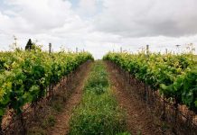 Ervideira desafia crise global e impulsiona crescimento dos vinhos portugueses vinhos portugueses crescimento