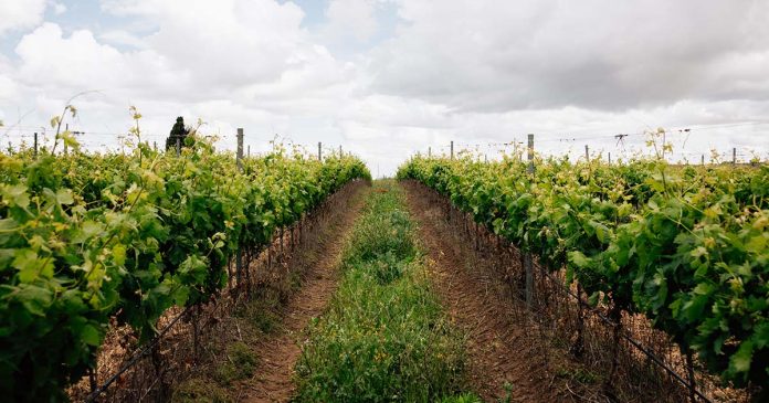 vinhos portugueses crescimento vinhos portugueses crescimento