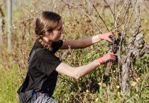 ‘Poda & Prova’: Uma nova rota do vinho que celebra o ritmo da terra rota do vinho