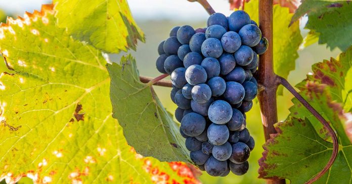 Vinhos do Alentejo no mundo