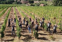 Lavradores de Feitoria inspira experiência vínica no Douro experiência vínica no Douro