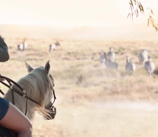 África do Sul revela um safari onde a natureza dita o ritmo safari África do Sul