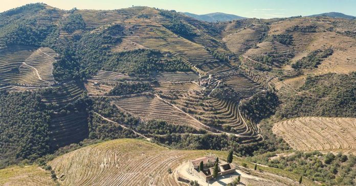 vinhos do Douro de excelência