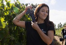 Vindimas na Adega de Palmela: uma tradição que se vive entre vinhas, vinho e gastronomia Participante durante as Vindimas na Adega de Palmela na apanha manual de uvas numa vinha da região