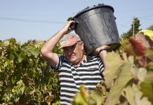 Vindimas na Adega do Cartaxo cruzam vinho, tradição e paisagem do Tejo Homem a carregar balde cheio de uvas tintas à cabeça durante a colheita manual nas Vindimas na Adega do Cartaxo.