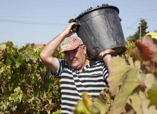 Vindimas na Adega do Cartaxo cruzam vinho, tradição e paisagem do Tejo Homem a carregar balde cheio de uvas tintas à cabeça durante a colheita manual nas Vindimas na Adega do Cartaxo.