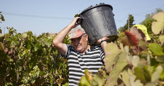 Colheita Manual - Vindimas na Adega do Cartaxo Homem a carregar balde cheio de uvas tintas à cabeça durante a colheita manual nas Vindimas na Adega do Cartaxo.