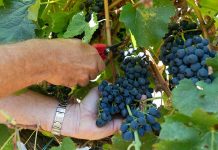 Vindimas levam à vinha, aos lagares e às tradições da Península de Setúbal Vindimas na Península de Setúbal com apanha manual de uvas tintas