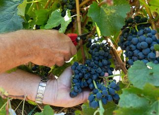 Vindimas levam à vinha, aos lagares e às tradições da Península de Setúbal Vindimas na Península de Setúbal com apanha manual de uvas tintas