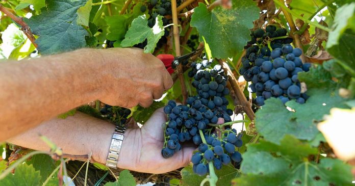 Vindimas na Península de Setúbal Vindimas na Península de Setúbal com apanha manual de uvas tintas