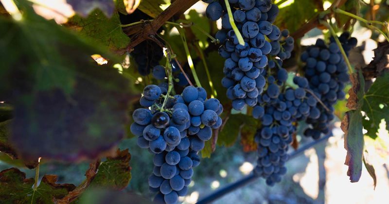 Detalhe de cachos de uvas tintas maduras pendurados na parreira prontos para a colheita na Vindima na Adega de Palmela