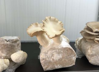 Nãm Fungi Factory faz nascer cogumelos das borras de café em plena cidade Cogumelos em cultivo na Nãm Fungi Factory, em Odivelas