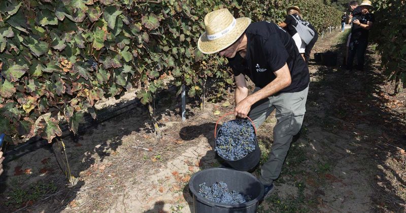 Caixa com uvas tintas acabadas de colher e preparadas para a pisa a p&eacute; na Vindima na Adega de Palmela
