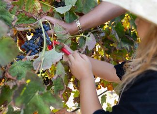 Vindima na Adega de Palmela convida a viver o quotidiano real das vindimas Criança com chapéu de palha ajudada por adulto a cortar cachos de uvas durante a Vindima na Adega de Palmela