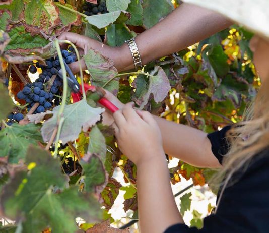 Vindima na Adega de Palmela convida a viver o quotidiano real das vindimas Criança com chapéu de palha ajudada por adulto a cortar cachos de uvas durante a Vindima na Adega de Palmela