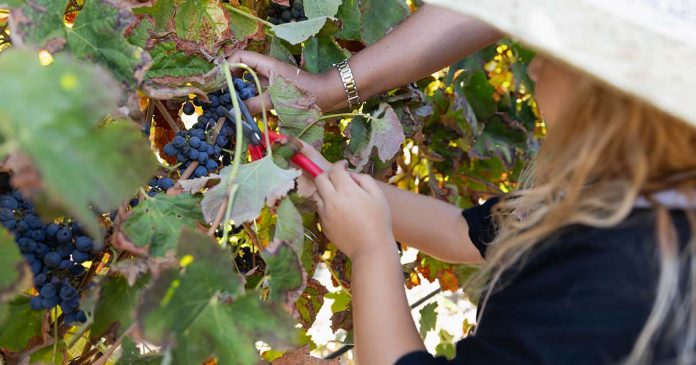 Apanha manual de uvas na vinha Criança com chapéu de palha ajudada por adulto a cortar cachos de uvas durante a Vindima na Adega de Palmela