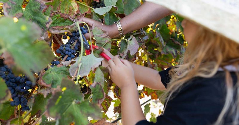 Crian&ccedil;a com chap&eacute;u de palha ajudada por adulto a cortar cachos de uvas durante a Vindima na Adega de Palmela